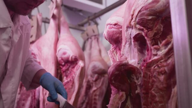 Industrial processing of meat. A man cook butcher cuts off the carcass of an animal in a butcher's shop with a knife. Ribeye or marbled beef. Production for restaurants at the slaughterhouse