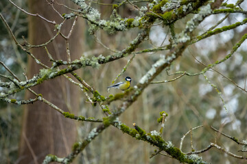 a great tit (Parus major) feeding amongst winter branches