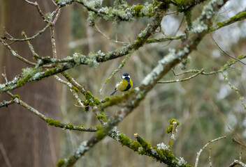 a great tit (Parus major) feeding amongst winter branches