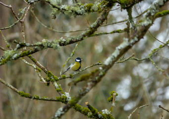 a great tit (Parus major) feeding amongst winter branches