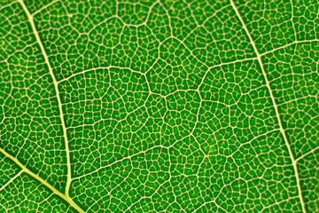 macro cell structure of green leaf wallpaper