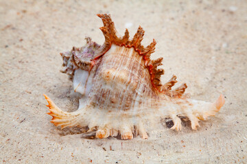 Fototapeta na wymiar Sea shell