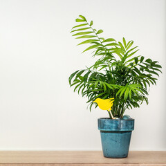 Small palm tree house plant with green foliage in a pot with yellow sticky trap for catching insects and flies in shape of bird decoration or plant tag. White background with copyspace for text.