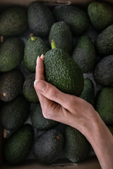 Female hand holding a ripe organic Hass avocado. Freshly picked vegetable harvest on a local food market. Sustainable organic produce from Spain. Healthy eating, detox & diet.