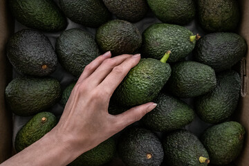 Female hand reaching and choosing a fruit from a box of ripe organic Hass avocados. Freshly picked...