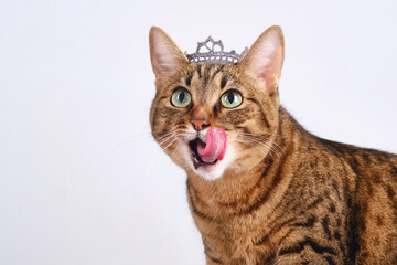 Muzzle of a cute tabby cat licking lips. Fashion beauty pretty tabby cat with a crown on the head. Brown domestic cat with diadem dressed like a queen. Selective focus © VLAD ANTONOV