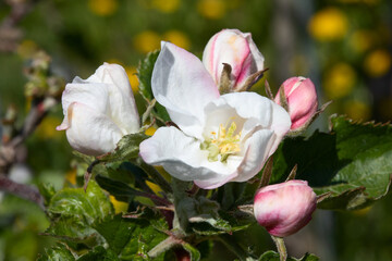 Apple garden