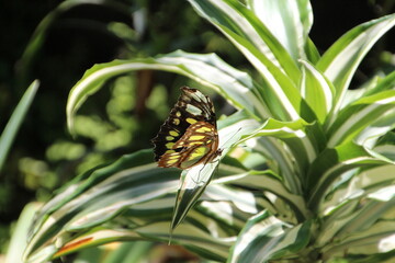 butterfly on a flower