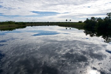 Water reflects the sky at Ernest F. Coe Visitor Center in Everglades National Park, Florida. Alligator at edge. The park is the largest tropical wilderness in the United States. - obrazy, fototapety, plakaty