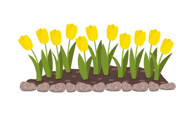 Bed of flowers with yellow tulips. Spring flowers. Isolated flat vector illustration.