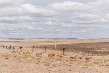 men performing traditional vicu&ntilde;a chaku performed in the Andes mountain range on a sunny day with clouds and blue sky