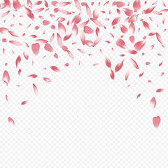 White Sakura Vector Transparent Background. Leaf