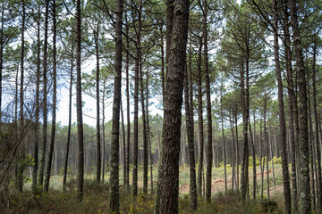 Pine trees forest view