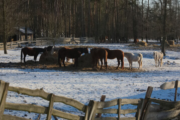 Horses in winter - obrazy, fototapety, plakaty