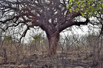 Caatinga
