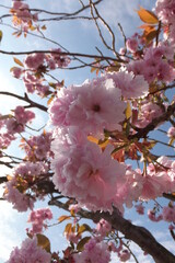 Pink Cherry Blossom in Spring
