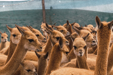 herd of wild vicuñas in corral grazing in the Andes mountain range on a sunny day surrounded by...