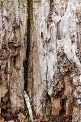 Detail of a rotten tree trunk