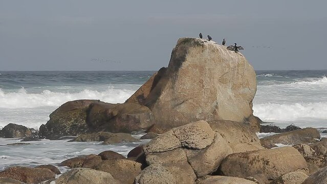 Roca en playa de Chile que muestra a cuatro cormoranes