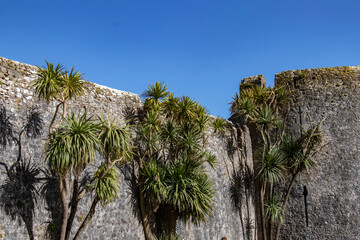 Fototapeta na wymiar Castle wall and palm trees