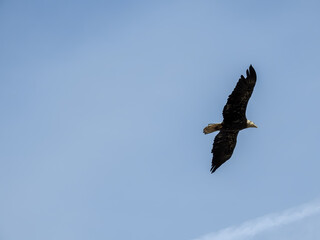 eagle in flight in a blue sky