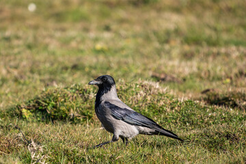 Hooded Crow (Corvus cornix) perched on the side of a small pond