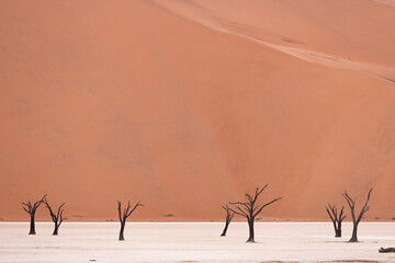 Fototapeta na wymiar Minimal Desert landscape with sand dunes and dead trees