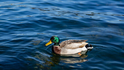 beatiful green duck