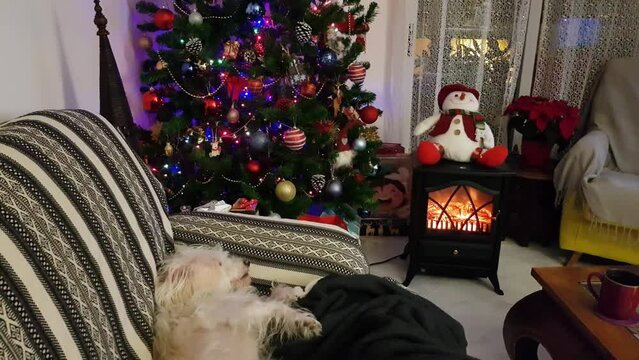 Sweet white dog on sofa with christmas tree on the background