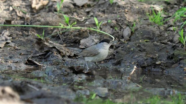 The Eurasian blackcap bird taking a bath, Sylvia atricapilla