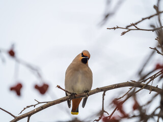 Bohemian waxwing, Latin name Bombycilla garrulus, sitting on the branch in winter or early spring day. The waxwing, a beautiful tufted bird, sits on a branch without leaves.