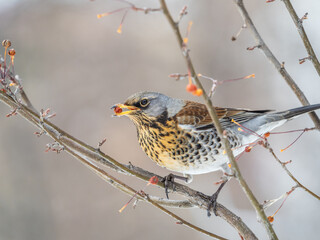Fieldfare sitting on the bush and feeding on wild red apples in winter or early spring time.