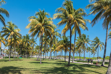 Palm Trees, Green on Blue