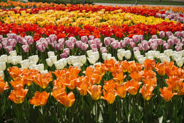 a whole field of multi-colored tulips bloomed for the holiday of March 8