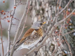 Fieldfare sitting on the bush and feeding on wild red apples in winter or early spring time.