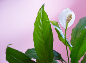 Spathiphyllum white flower and green leaf on a pink background, in the sun close-up. Single leaf Sweet Chico white bloom on a white background, close-up, copy space, space for text. Houseplant