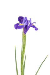 the iris flower stands isolated on a white background	