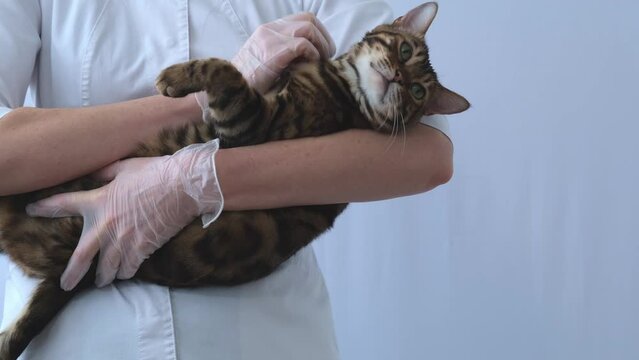 The cat lies in the hands of the veterinarian. The doctor caresses and scratches the animal. Trust and mutual understanding between man and animal.