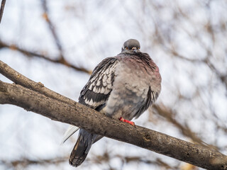 The fat pigeon sitting on a branch.