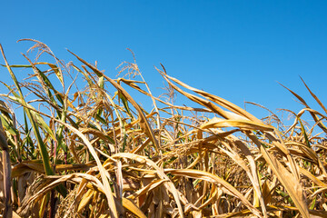 Ripe dry corn field in Ile-de-France, France. Harvest concept. Agriculture background. Dent corn...