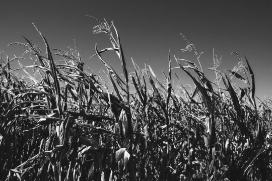 Ripe dry corn field in windy day in Ile-de-France, France. Anxiety, fear, horror, danger concepts. Sad nature retro background. Black white photo.
