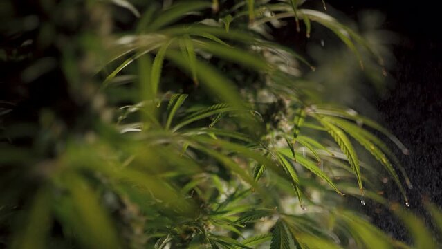 irrigation of cannabis bush close-up