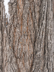 Poplar tree bark with wooden texture nature background