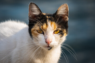  A beautiful abandoned cat. Portrait of an abandoned cat.