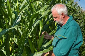 Farmer checks the ripe of corn in his field..