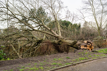 Fototapeta premium Fallen tree due to bad stormy weather. Climate change, extreme weather, storm concept
