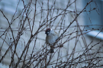 Cute little sparrow sitting on a bush branch. Cloudy winter day.