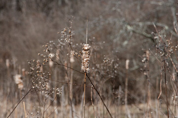 Reeds in the winter