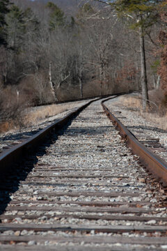 railroad tracks in the forest