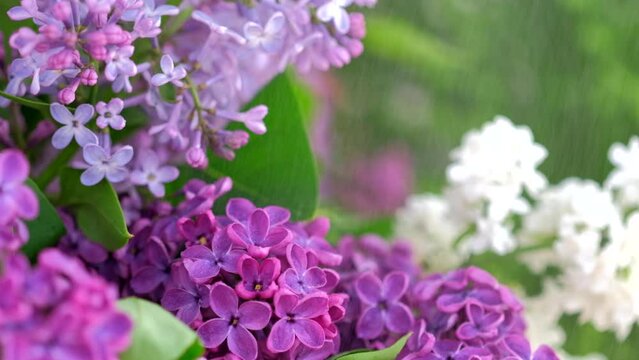 Beautiful Lilac after rain. Nature backdrop. Blurred floral romantic spring background. Branches of flowering or blossoming lilac. Blooming flowers Syringa vulgaris. Macro, close up, closeup